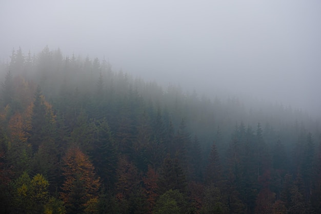 秋季中药养生汤